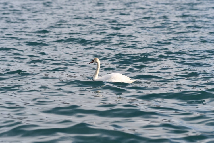 Лебед плови на површината на езерото.